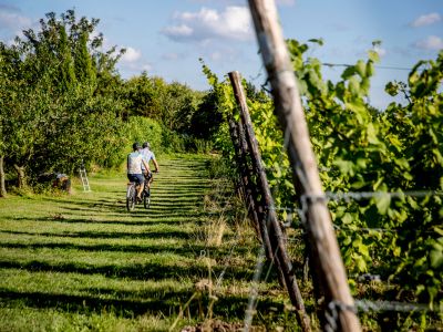 Hideaway Vingård & Figenaboret - tur i vinmarkerne